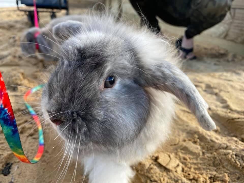 Customer Testimonals | Tash’s Rabbit Harnesses